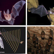 Летучие мыши (Microchiroptera)