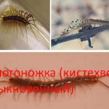 Многоножка (кистехвост обыкновенный)