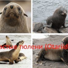 Ушастые тюлени (Otariidae)