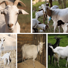 Домашняя коза (Capra hircus)