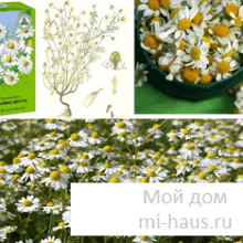Чем полезна аптечная ромашка?