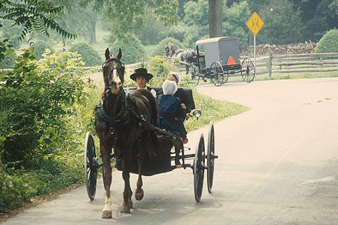 Amish are big operators of puppy mills Amish are big operators of puppy mills