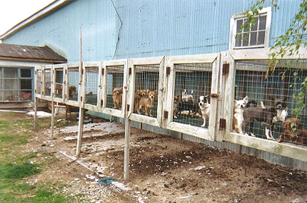 Amish puppy mill