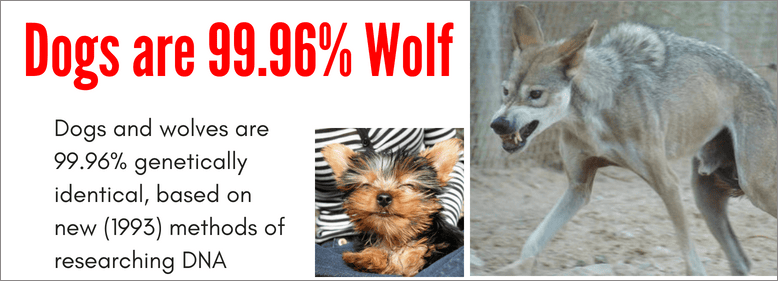 Dogs are 99.96% wolf dogs are 99.96% wolf