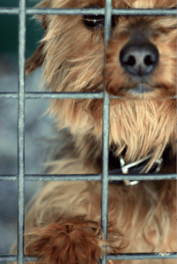 A puppy looking for a home at a Morkie Rescue club A puppy looking for a home at a Morkie Rescue club