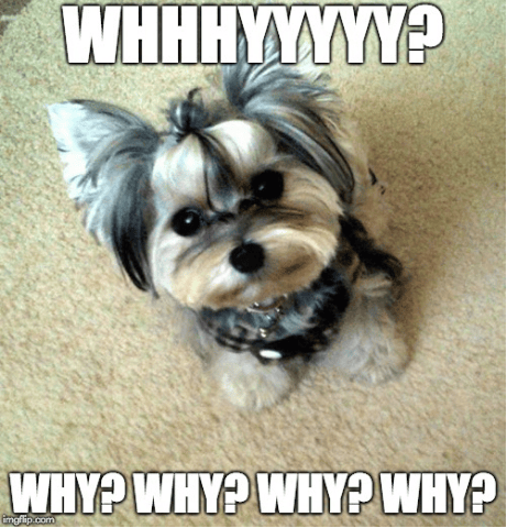 Morkie dog q&a Questions about the morkie dog