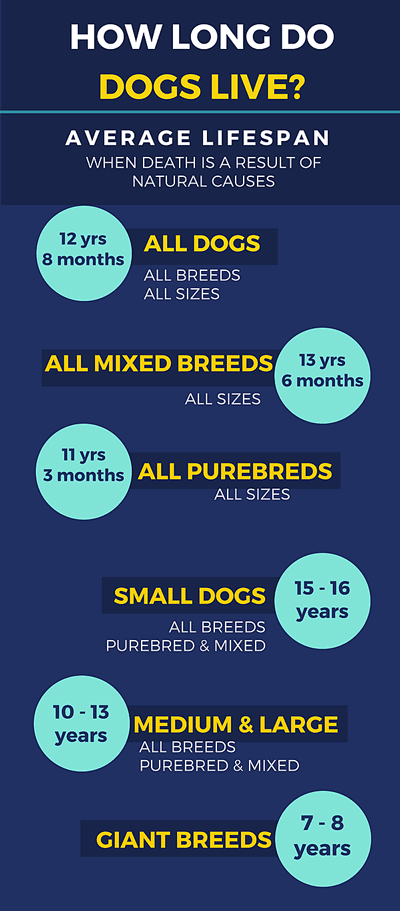 How long do dogs live? How long do dogs live?