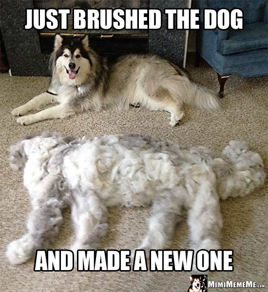 Heavy shedding dog Small dogs that don't shed