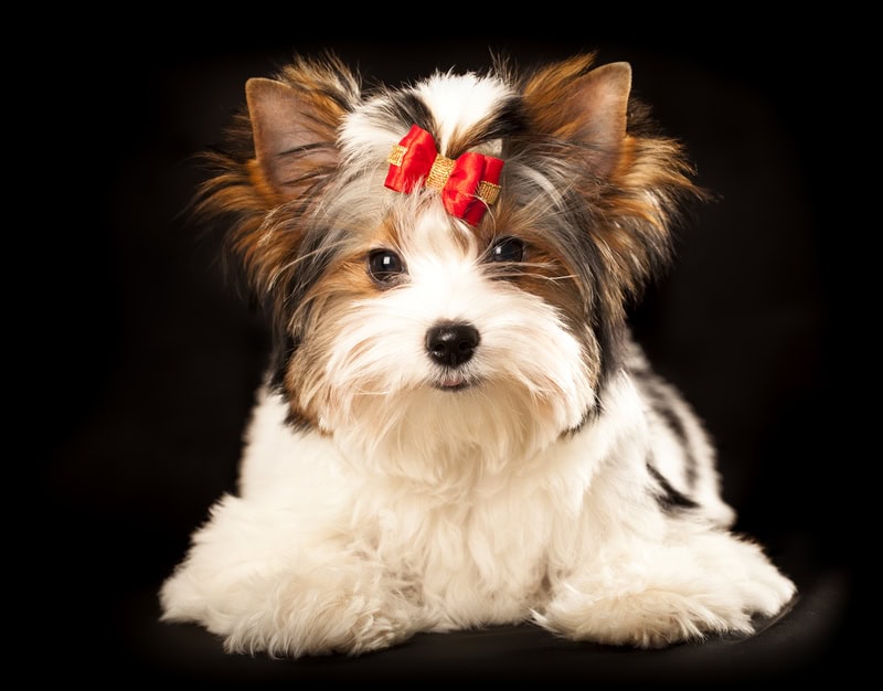 Maltese mix information book, all about Morkies All about Morkies like this cutie