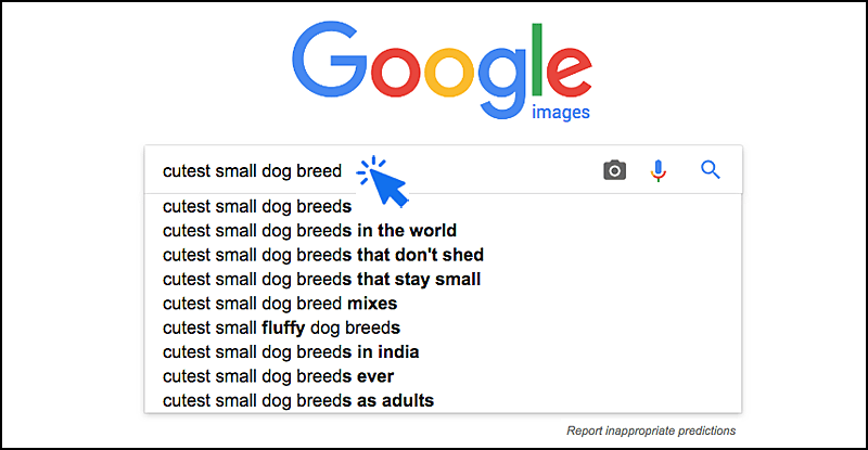 Cutest small dog breeds on google google cutest small dog breeds