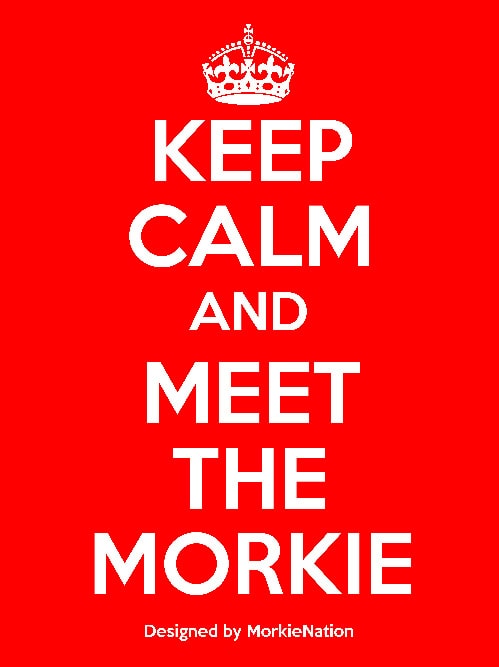 Keep calm and meet the Morkie What is a morkie?