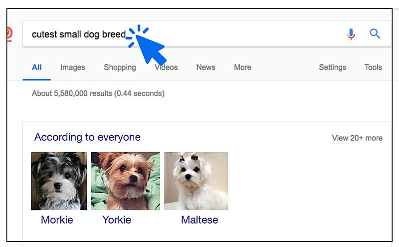 Cutest dogs googled online google cutest dogs