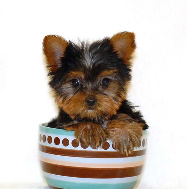 how big will my puppy get how big will my puppy get