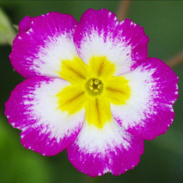 Flower photography by Emily Citraro