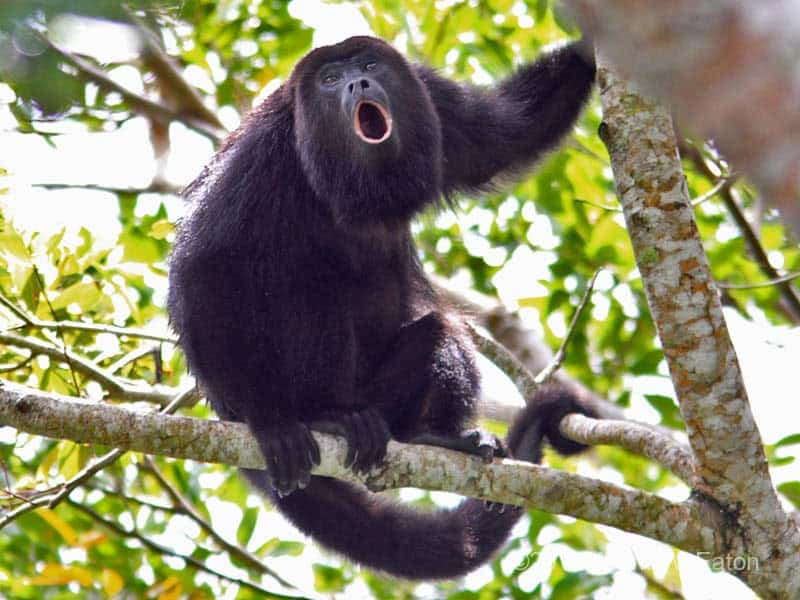 Attacked by Monkeys: A Costa Rican Adventure