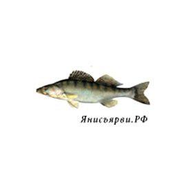 Отдых на озере Янисъярви