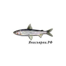 Отдых на озере Янисъярви