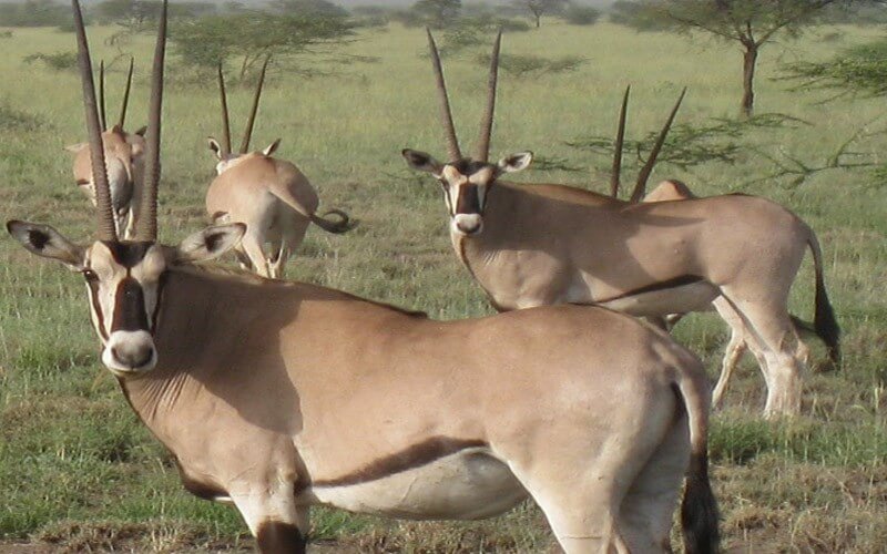 Awash National Park