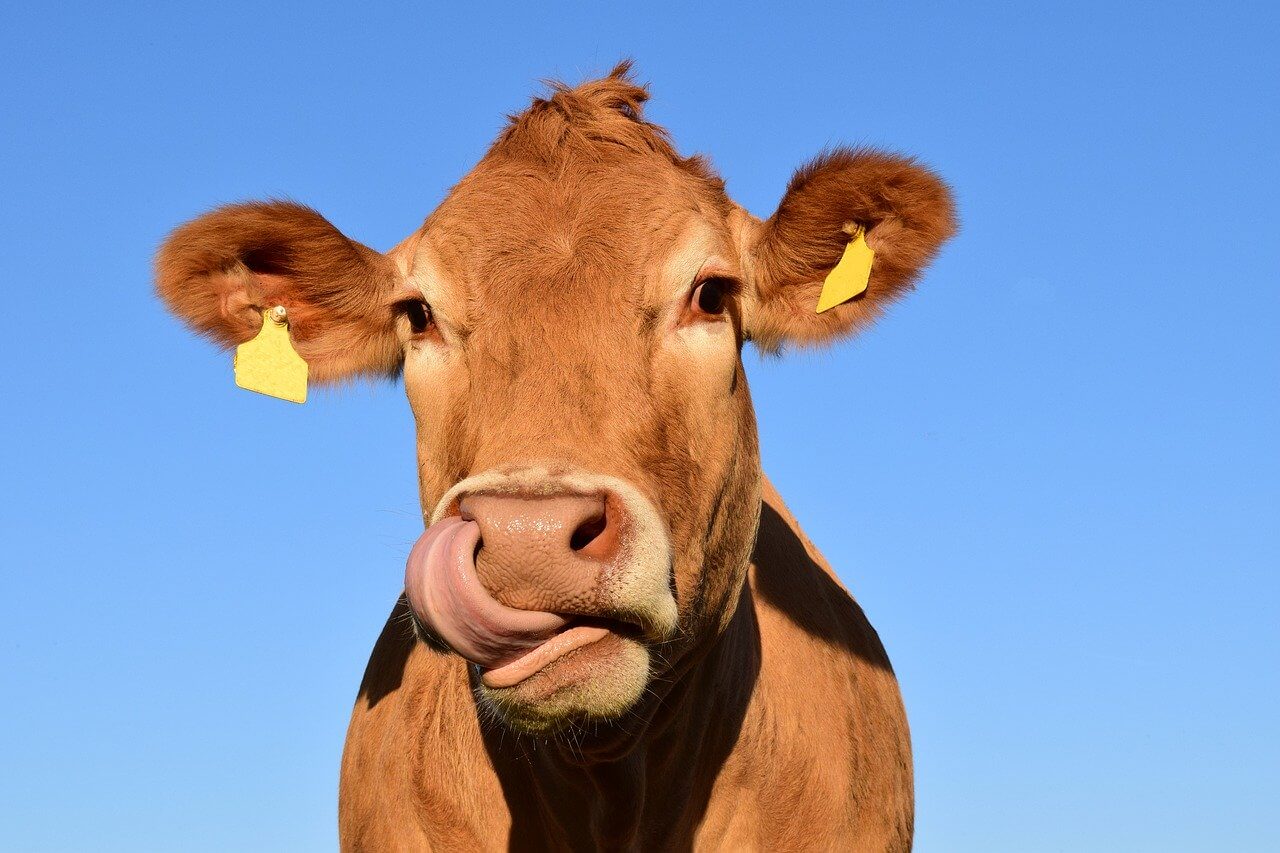 Iowa Livestock Trailer Wash | Agri Zone Truck Wash 6 Livestock Trailer Washout - Cow Face