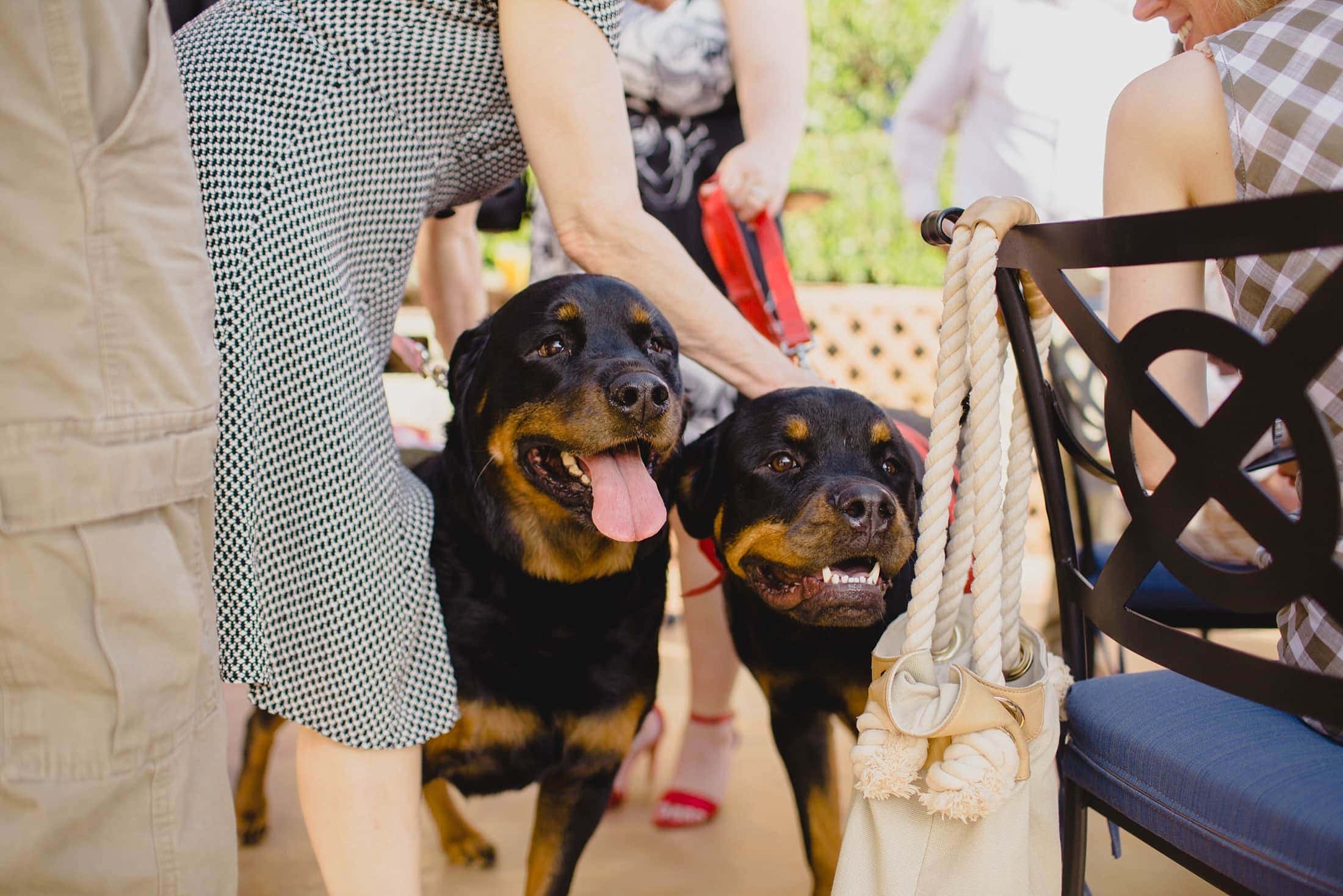dog-friendly-poco-diablo-sedona-wedding_0028