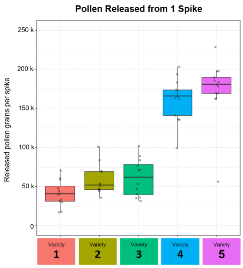 Amphasys_Wheat_pollen_released_per_spike a graph showing wheat pollen released from 1 spike for different wheat varieties