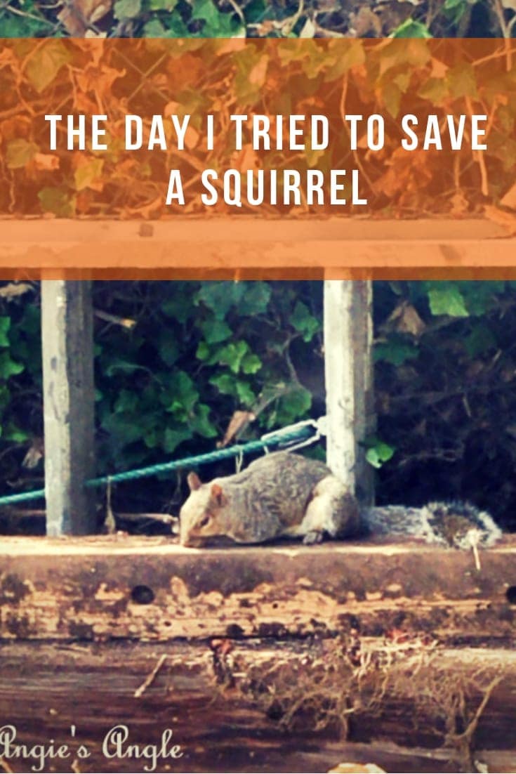 Telling you all the story of the one day I tried to save a squirrel. #squirrels #wildlife #squirrelrefuge #vancouverwashington