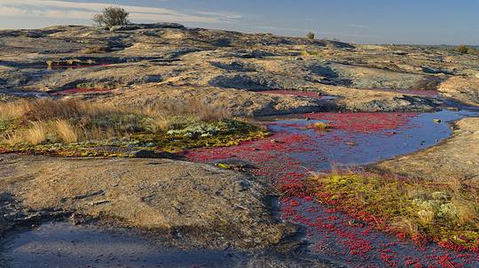 Springtime Preview: Blooms at Arabia Mountain