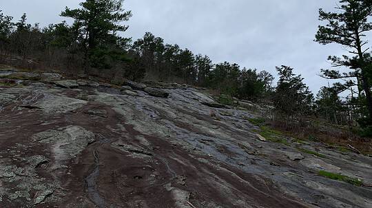 Natural History of Stone Mountain