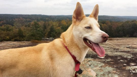 The Best Dog-Friendly Hiking Trails in Atlanta (excerpt)