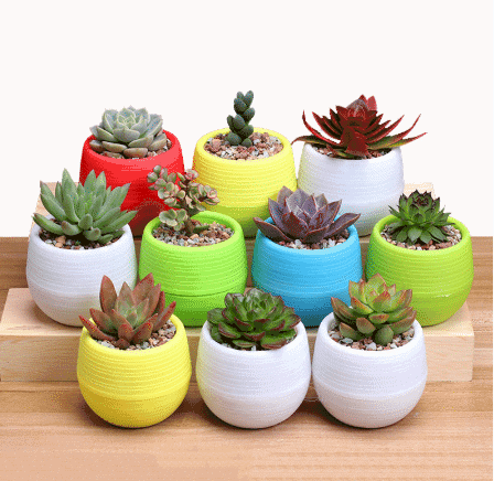plants for wedding gifts