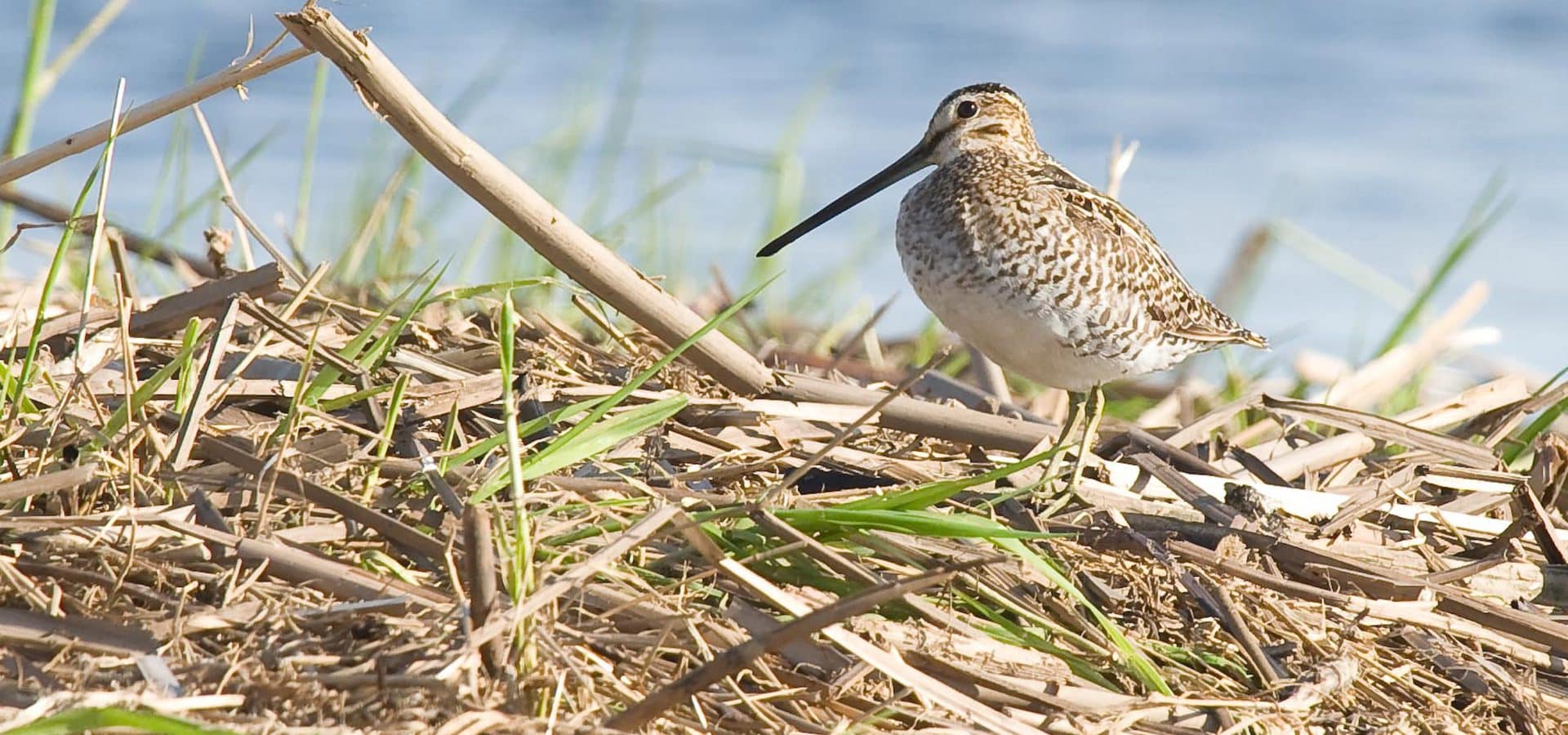 Contempler la riche <br />
biodiversité des <br />
milieux humides.