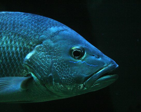 Poisson d’avril