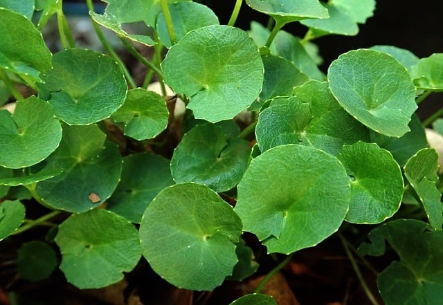 Gotu kola, wąkrota azjatycka