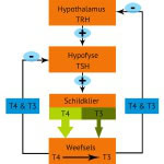 T4-T3 feedback loop T4-T3 feedback loop