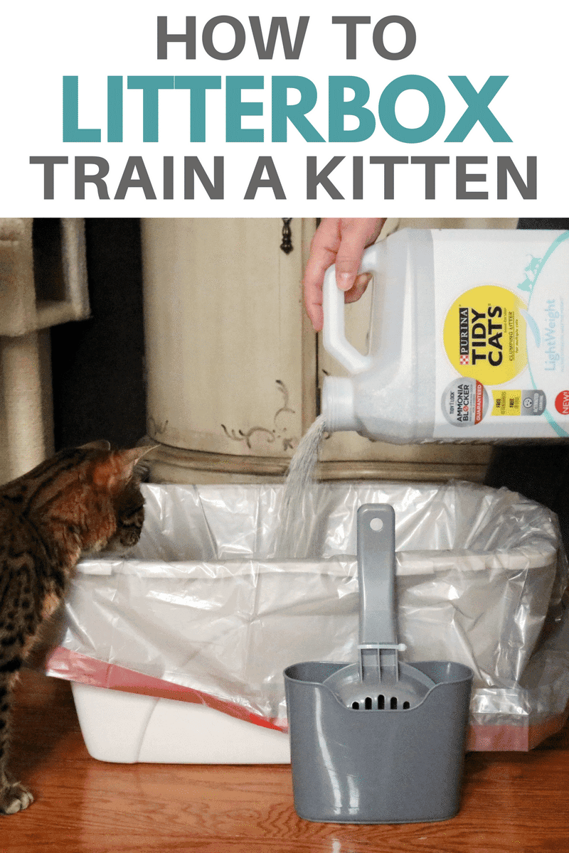 With some basic knowledge of how to litterbox train a kitten you can set yourself, and your new cat, up for litterbox success. #TidyTreatment