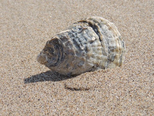 fun things to do at the beach best free things to do on the beach for kids
