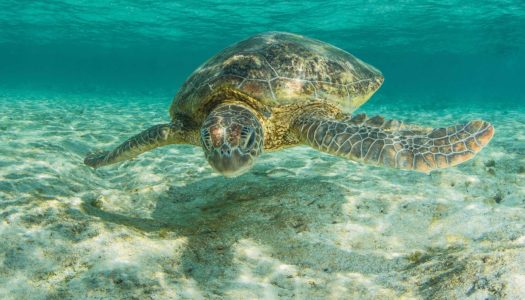 IMMERSIVE ART INSTALLATIONS