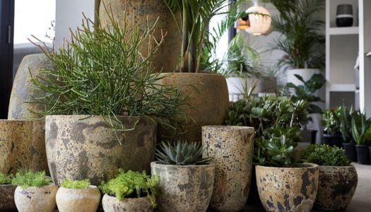 Where Beautiful Gardens Are Born