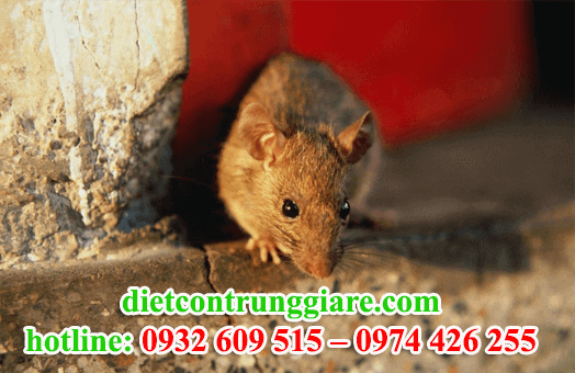 diệt chuột tại củ chi giá rẻ