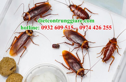 tác hại của gián