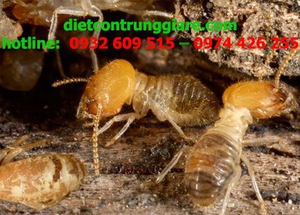 10 mẹo chống mối hiệu quả