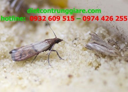 Mẹo kiểm soát bướm đêm