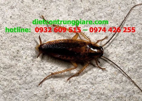 Cách nhận biết và phòng ngừa gián Đức