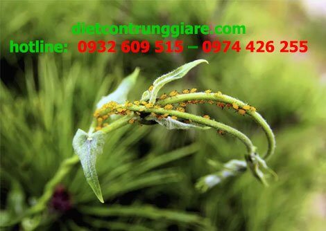 Cách tự chế thuốc chống rệp