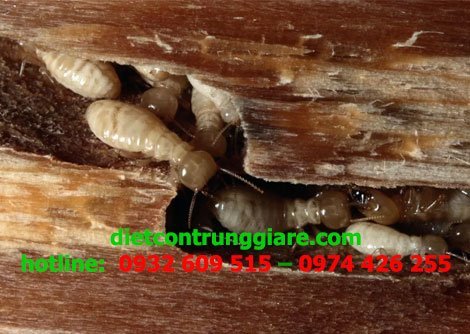 Xử lý mối gỗ khô bằng dầu cam