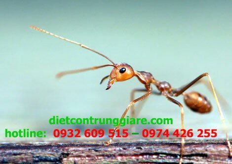 Phải làm gì nếu bị kiến lửa cắn