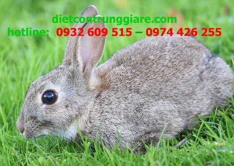 3 cách đuổi thỏ ra khỏi vườn