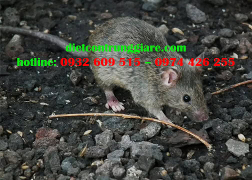 7 bệnh nguy hiểm do chuột gây ra