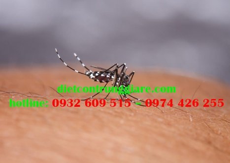 Tác hại của muỗi Aedes aegypti