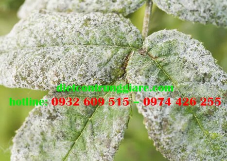 Cách loại bỏ nấm mốc trên cây